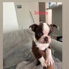 Boston Terriers for sale !