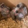 congo african grey parrot babies