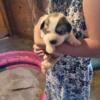 3 Great Pyrenees girl pups, Farm and family raised purebred. DOB 10/13/24