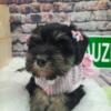 AKC Daisy - Black & Silver Miniature Schnauzer Puppy