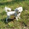 Alex - MaltiPoo (Maltese/Toy Poodle) - neutered, non-shedding, great with kids, dogs & cats