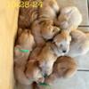 2 litters of AKC Golden Retriever puppies-ready middle of Nov.-located in Marion, MI 49665