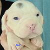 Olde English Bulldogge Puppies