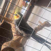 3 cockatiels 