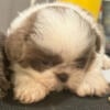 AKC Registered Shih Tzu puppies for sale