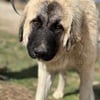 Caucasian Shepherd puppy male