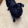 2 Female Pugs need to be rehomed