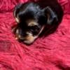 YorkshireTerriers puppy for sell