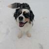 Aussie mix