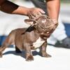 Female chocolate bully