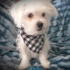Our Sweet New Malshi Puppies~ "Louie" is Ready for His New Home!