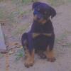 Female Rottweiler pet home