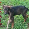 Doberman Shepherd Puppies