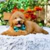 Corey-Miniature Goldendoodle Male Puppy Ready for his new home 