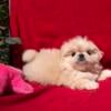 Angel white Pekingese female