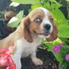 Beautiful cavalier pups