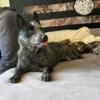 Female blue heeler 