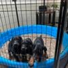 Doberman Pinscher puppies