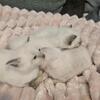 Siamese kittens 