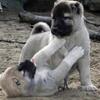 Kangal Summer Litter!