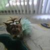 Rehome Yorkie
