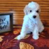 CKC Toy Poodle- Female