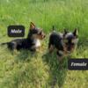 Yorkie Puppies Male and Female in Wisconsin Purebred