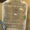 Two parakeets looking to be Re-home