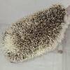 Hedgehogs
