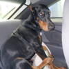 2 year old AKC Male Doberman