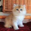 NEW Elite British kitten from Europe with excellent pedigree, male. Nord
