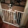 Dalmatian pups for sale $250 christmas