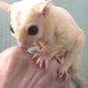 Father / Son Sugar Gliders