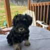 AKC Miniature Schnauzer Puppies