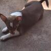 CKC reg Chihuahuas Chocolate Merle and chocolate Tricolor
