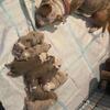 Pups for Sale