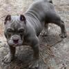 Micro bully for adoption