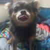 Chihuahua female 7-8 years old