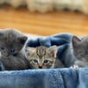 Cute Kittens for sale