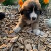 Saint Bernard and Maremma LSG Cross