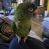 Blue crown conure