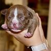 Extreme pocket/micro female puppy. ABKC reg. 