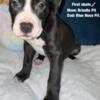 Bull Terrier Puppies Available In Detroit Michigan Hoobly Com