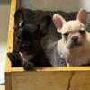 BEAUTIFUL AKC Registered French Bulldog Puppies Ready To Go