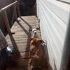 Puppies420$