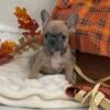 Blue fawn French bulldog puppy