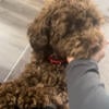 Female Adult Labradoodle