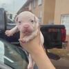 puppy