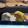 Lovebirds