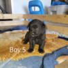 For sale: mini Aussie Lab Cross puppies